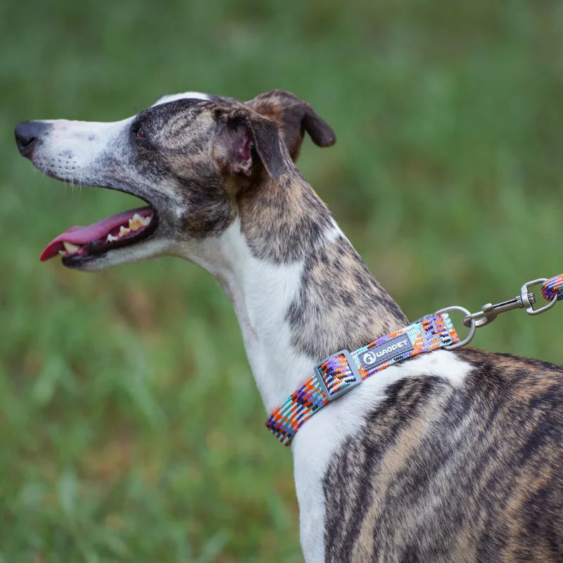 Nylon Dog Collar