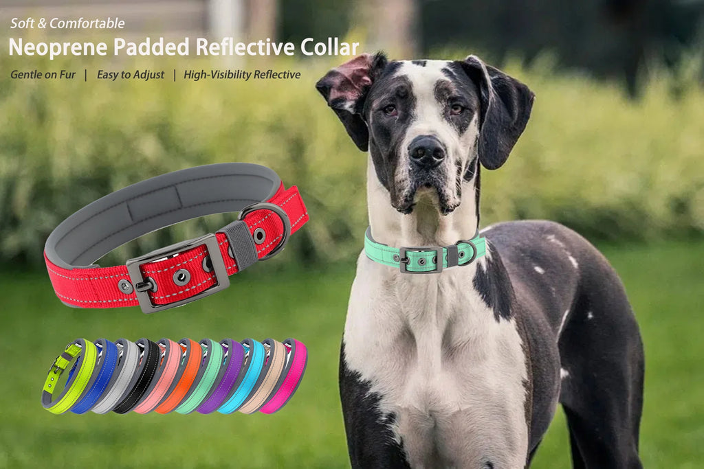 Large Dogs Collar