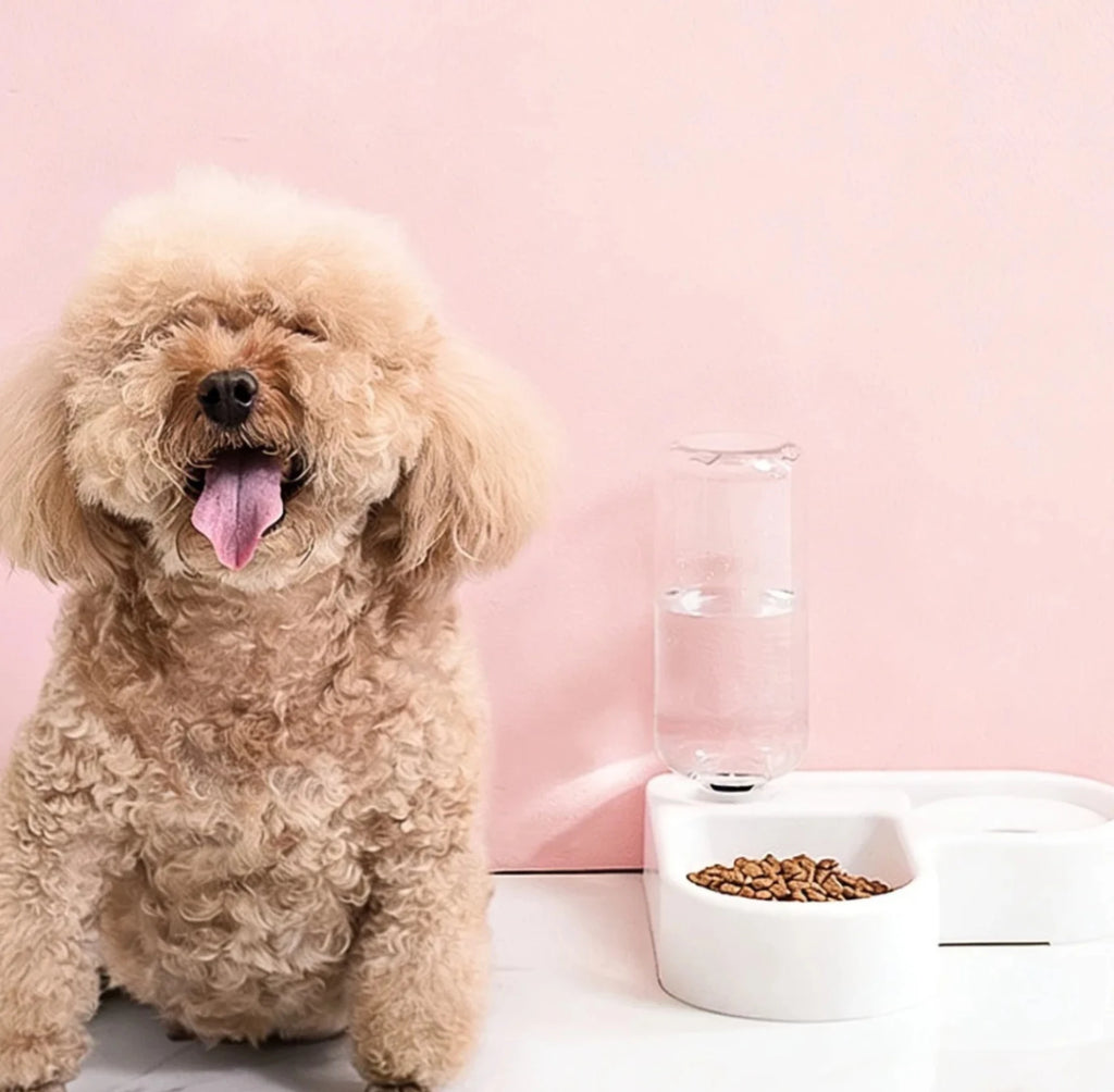 Pet Feeding Bowl Set